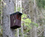 Svarthvit fluesnapper (Ficedula hypoleuca)