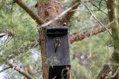 Pied Flycatcher (Ficedula hypoleuca)
