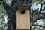 Stær (Sturnus vulgaris)