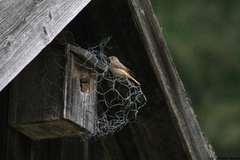 Common Redstart (Phoenicurus phoenicurus)