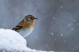 Bjørkefink (Fringilla montifringilla)