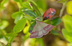 Blåfjærfly (Phytometra viridaria)