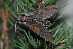 Furusvermer (Sphinx pinastri)