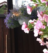 Hummingbird Hawk-moth (Macroglossum stellatarum)