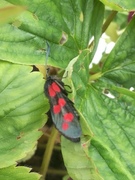 Six-spot Burnet (Zygaena filipendulae)