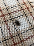 Forest bug (Pentatoma rufipes)