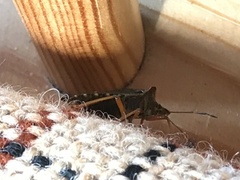 Forest bug (Pentatoma rufipes)