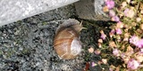 Vinbergsnegl (Helix pomatia)