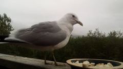 Mew Gull (Larus canus)