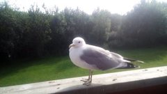 Mew Gull (Larus canus)