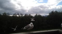 Mew Gull (Larus canus)