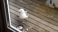 Mew Gull (Larus canus)