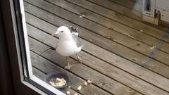 Fiskemåke (Larus canus)