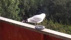 Fiskemåke (Larus canus)