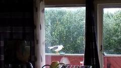 Great Black-backed Gull (Larus marinus)