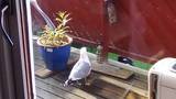 Fiskemåke (Larus canus)