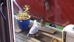 Mew Gull (Larus canus)