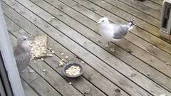 Fiskemåke (Larus canus)