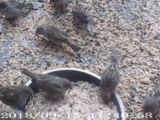 Gråspurv (Passer domesticus)