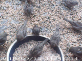 Gråspurv (Passer domesticus)