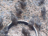 Gråspurv (Passer domesticus)