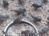 Gråspurv (Passer domesticus)