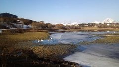 Whooper Swan (Cygnus cygnus)