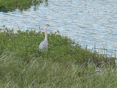 Gråhegre (Ardea cinerea)