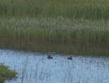 Horndykker (Podiceps auritus)