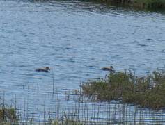 Stokkand (Anas platyrhynchos)