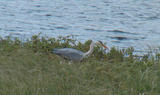 Gråhegre (Ardea cinerea)