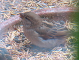 Gråspurv (Passer domesticus)