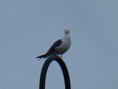 Great Black-backed Gull (Larus marinus)