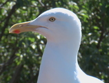 Gråmåke (Larus argentatus)