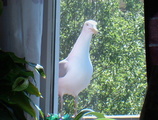 Gråmåke (Larus argentatus)