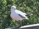 Fiskemåke (Larus canus)