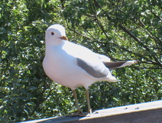 Fiskemåke (Larus canus)