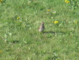 Gråtrost (Turdus pilaris)