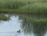 Stokkand (Anas platyrhynchos)