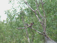 Sivspurv (Emberiza schoeniclus)