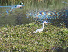 Gråhegre (Ardea cinerea)