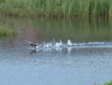 Horndykker (Podiceps auritus)