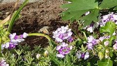 Hummingbird Hawk-moth (Macroglossum stellatarum)