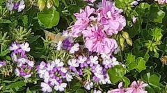 Hummingbird Hawk-moth (Macroglossum stellatarum)