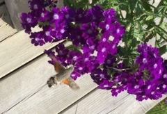 Hummingbird Hawk-moth (Macroglossum stellatarum)