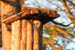 Tawny Owl (Strix aluco)