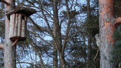Tawny Owl (Strix aluco)