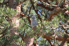 Tawny Owl (Strix aluco)