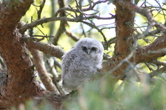 Kattugle (Strix aluco)