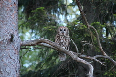 Tawny Owl (Strix aluco)